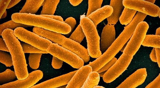 Низкая концентрация антибиотика только усиливает патогенные бактерии