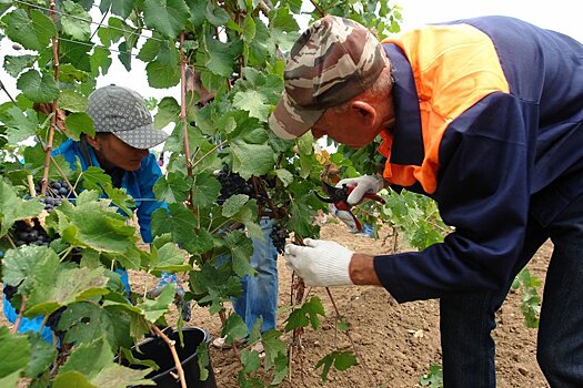 Ученые в Крыму занялись расшифровкой ДНК дикого винограда