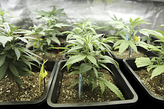 Закладчики отправились в колонию