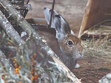 В зоопарке Удмуртии животные готовятся к зиме