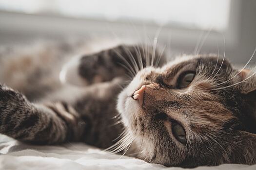Правда ли, что кошки могут лечить своих владельцев