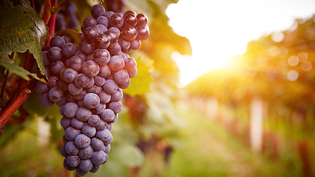 Генетики выяснили, где и когда люди одомашнили виноград