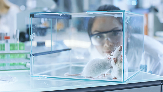 Лекарства будут тестировать на виртуальных крысах