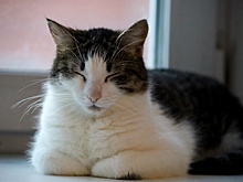 Когда нельзя будить кошек