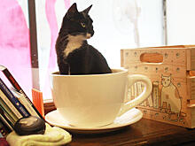 Горожанам расскажут о творчестве известного поэта в Доме-музее Марины Цветаевой