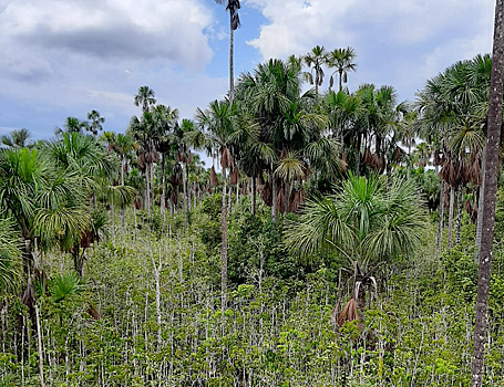 Торфяников в Амазонии оказалось меньше, чем считалось ранее