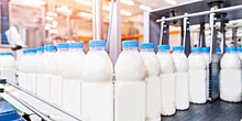 Производство молочной закваски нарастили в России
