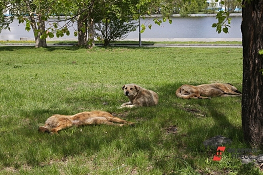 В Нижневартовске на вокзале отравили собак: «Лежат на перроне с пеной во рту»