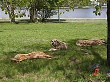 В Нижневартовске на вокзале отравили собак: «Лежат на перроне с пеной во рту»