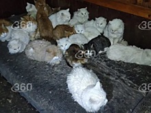 Кошачий приют остался без владельца в Смоленской области