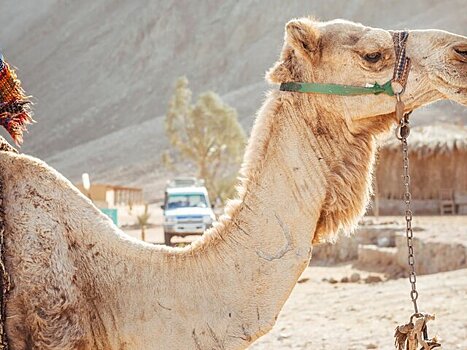 Туристка упала с верблюда в Марокко и получила счет на лечение в 100 тысяч долларов