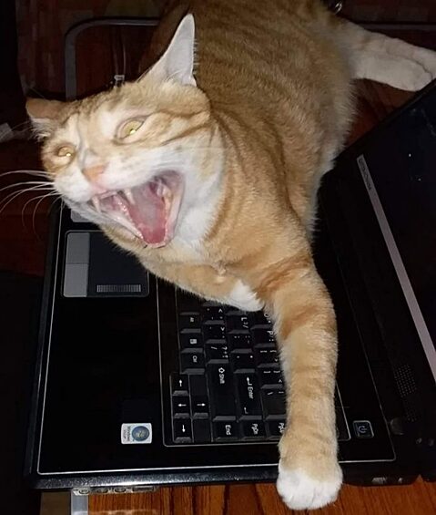 «Мой кот, когда я попытался забрать свой ноутбук обратно»  