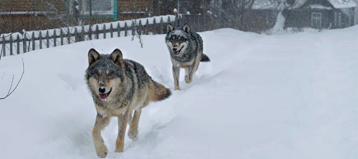 В Волгоградской области волки нападают на домашний скот, охранных собак и даже на людей