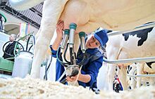 АКОРТ просит кабмин перенести внедрение электронной ветсертификации молочной продукции