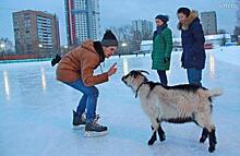 Экстраверт козел Проша осваивает каток в одном из московских дворов