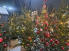 В регионах УрФО незаконно вырубили 95 новогодних елей: браконьеры идут на запад