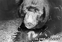 В зоопарке Челябинска умер 36-летний гималайский медведь