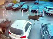 В Нижнем Новгороде на видео попало, как испуганные лоси пробежали по парковке
