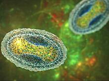 Пупырчатые высыпания на теле: чем опасен контагиозный моллюск и как его лечить