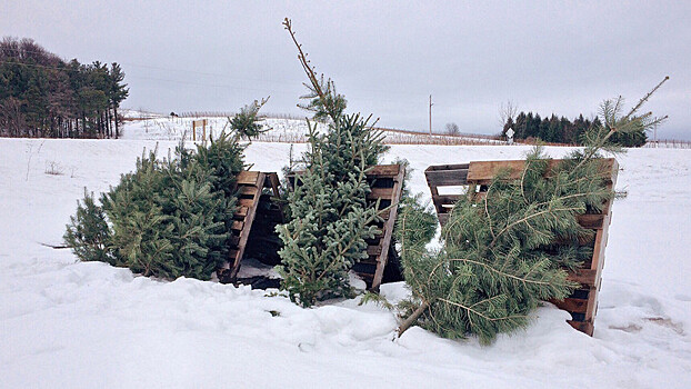 Россиянам могут разрешить рубить елки на Новый год
