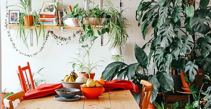 4 комнатных растения, которые приносят пользу для здоровья