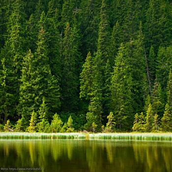 В Красноярске завершилась Всероссийская конференция, посвященная сохранению лесов