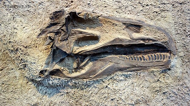 Cтарше динозавров: обнаружено существо возрастом 500 млн лет