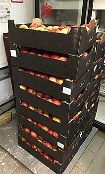 На Ямале с начала года уничтожено больше двухсот килограммов «запрещенных» яблок