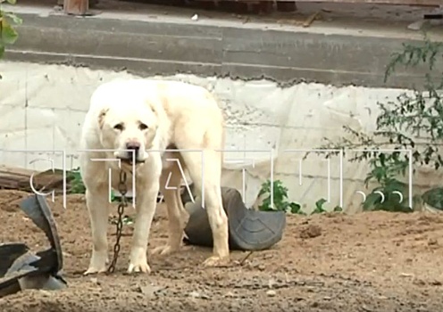 Голодную собаку нашли у гаража подозреваемого в похищении 23-летней нижегородки