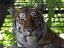 Как не стать добычей хищника? 29 июля отмечается Международный день тигра