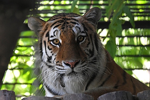 Как не стать добычей хищника? 29 июля отмечается Международный день тигра