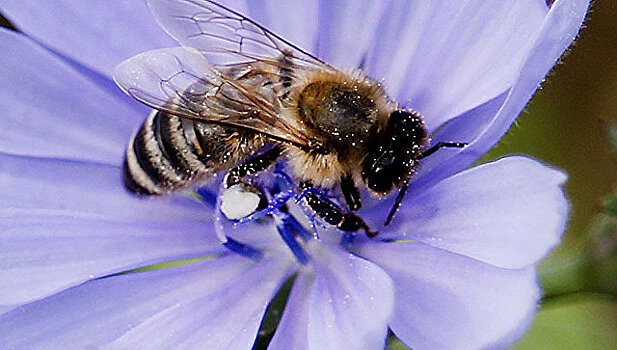 Ученые КФУ работают над выведением устойчивой к болезням породы пчел