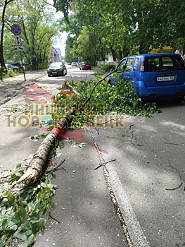 Дерево рухнуло рядом с автомобилем в Новокузнецке