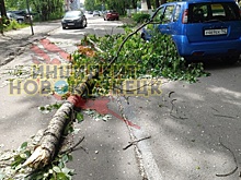 Дерево рухнуло рядом с автомобилем в Новокузнецке