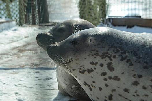 Более 4 тысяч осмотров морских млекопитающих проведено благодаря поддержке «Восточного Порта»