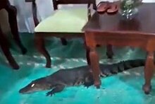 Женщина обнаружила крокодила под диваном и выгнала его метлой