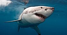 Большие белые акулы «патрулируют» побережье Флориды — OCEARCH