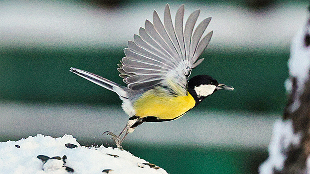 В России стартовал конкурс наблюдений за зимующими птицами