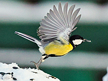 В России стартовал конкурс наблюдений за зимующими птицами