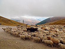 Непогода заставляет животноводов Дагестана досрочно перегонять скот с высокогорных пастбищ
