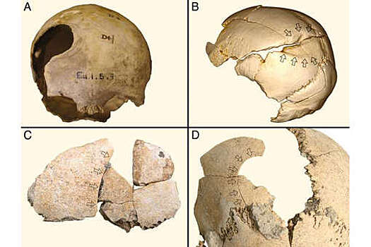 PNAS: каждый десятый европеец во время зарождения земледелия имел следы насильственных травм