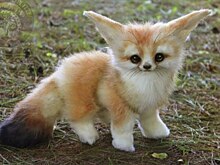 Самые милые детеныши животных