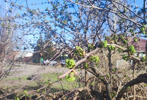 Более 10 миллионов рублей заплатили омские компании за вырубку деревьев в 2025 году