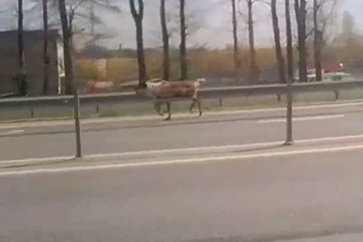 Олень вышел к водителям в Подмосковье и попал на видео