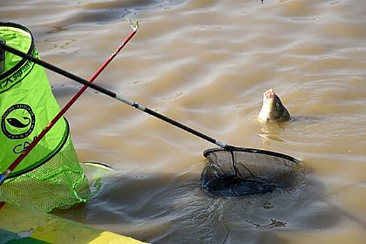 Рыболовы попытались взять приз за самый большой улов с помощью филе и грузил