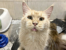 Деньги на кошачьей крови