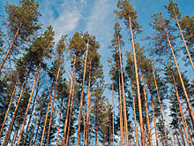 Сосна корабельная, каук технология "Слуг народа". Сексизмом прикрыли скандал с США