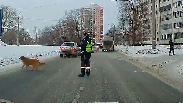 Полицейский, переведший хромую собаку через дорогу, рассказал о причинах своего поступка