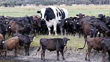 Гигантский бык появился в Австралии