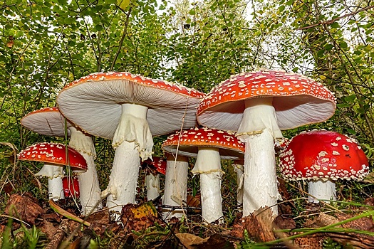 Как правильно собраться в лес за грибами и что делать, если заблудились